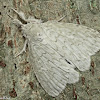 Tussock Moth