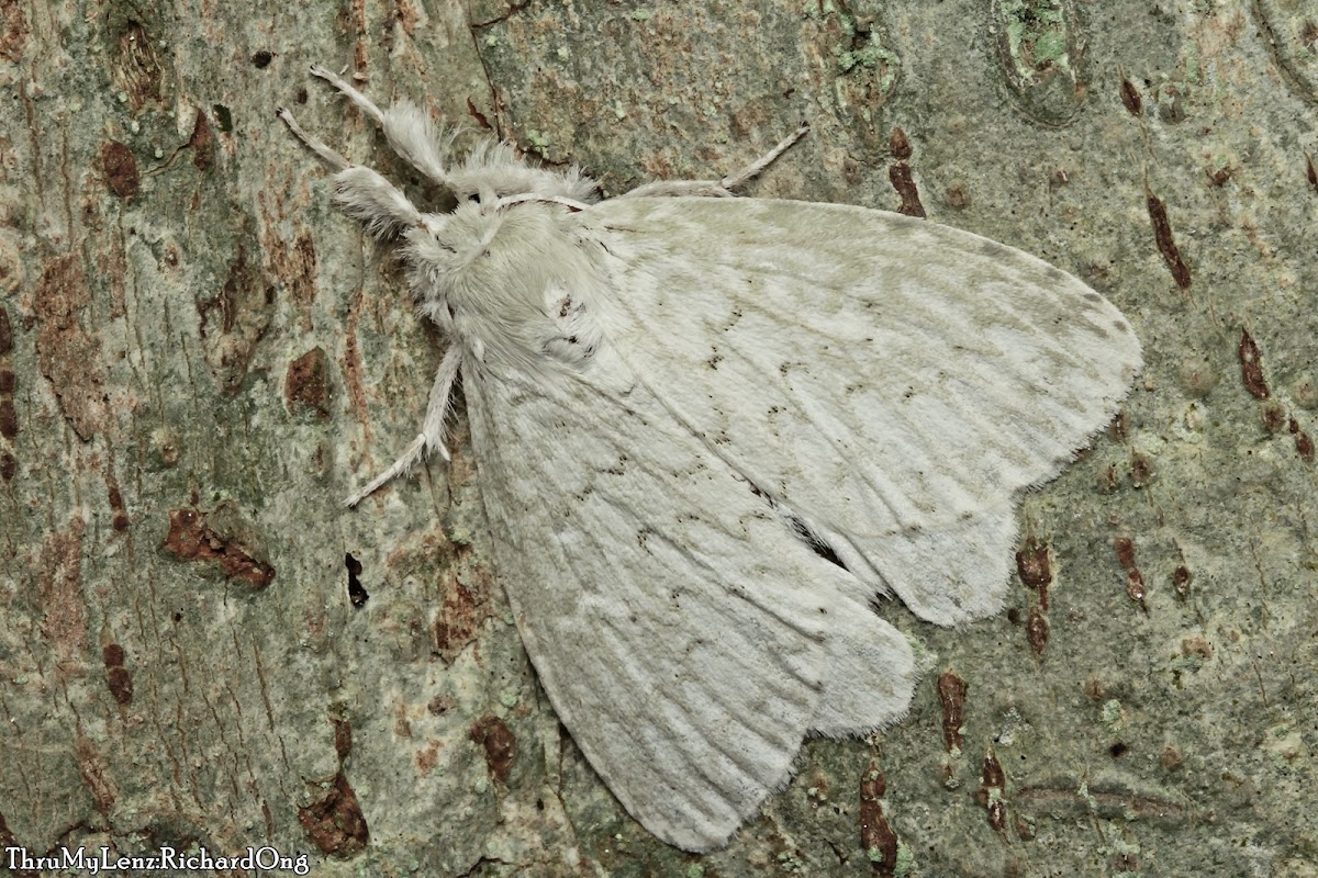 Tussock Moth