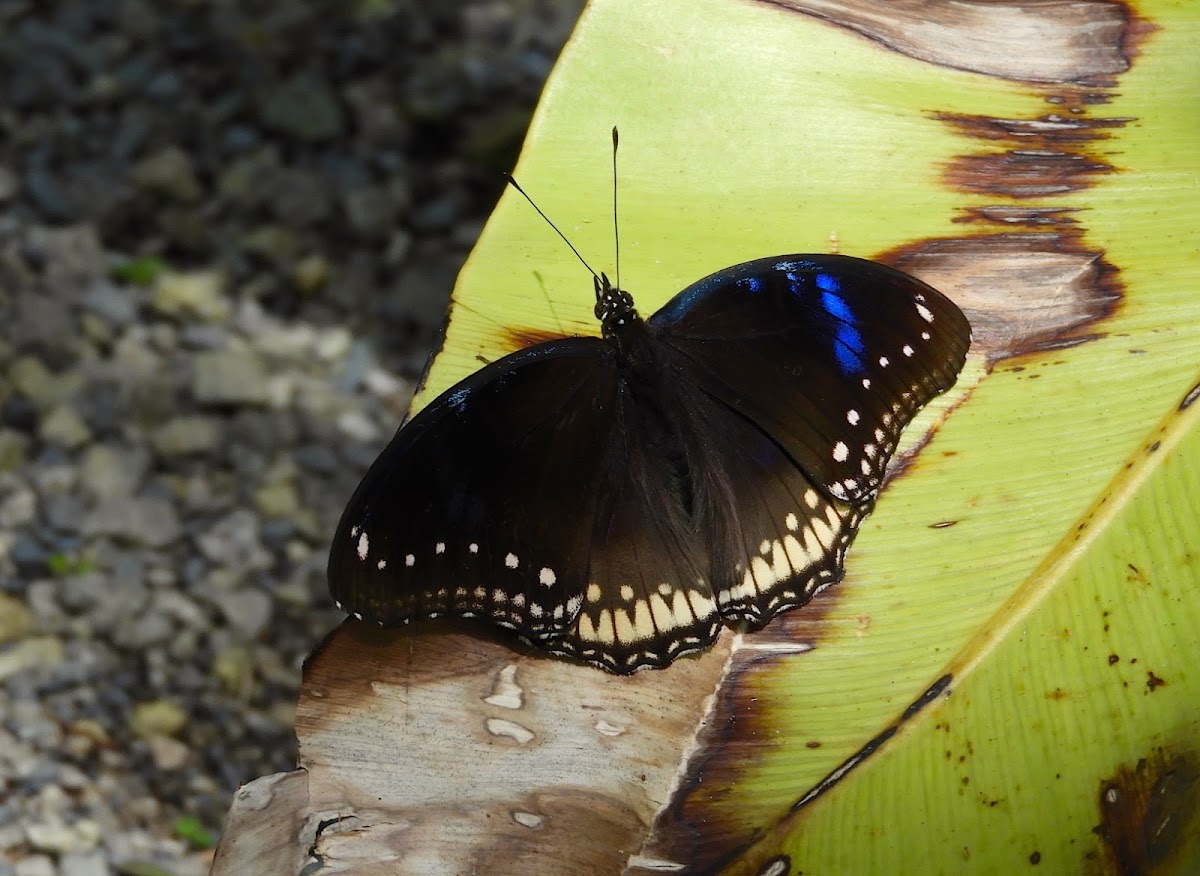 Great eggfly