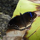 Great eggfly