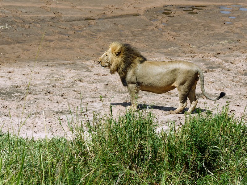 MASAI MARA: MAMA GUEPARDO ROSETTA Y SU PROLE. LEONES SAND RIVER - Un poquito de Kenia: Lagos Naivasha y Nakuru, Samburu y Masai Mara (38)