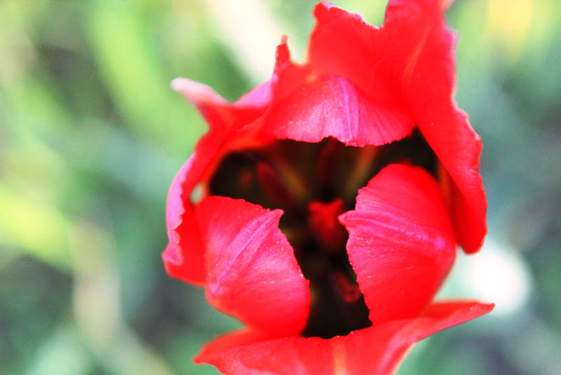 Rosso Primavera di Sara Smerilli