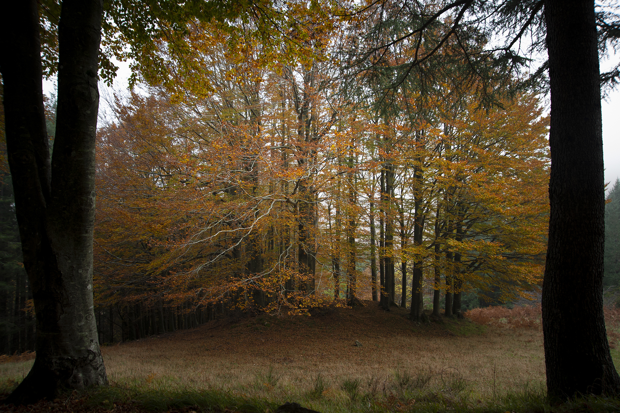 autunno a l'Acquerino di gabrielecollini