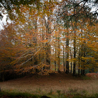 autunno a l'Acquerino di gabrielecollini