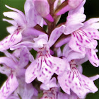 Heath Spotted-Orchid