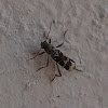 Long Horned Beetle