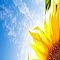 Item logo image for Sunflower HD Wallpapers Theme