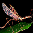 Stick Insect, Phasmid - Male