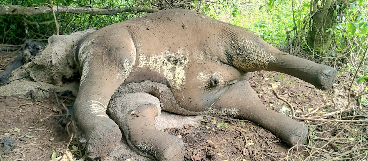 One of the Jumbos was found at Kereita Forest. Image:Handout.