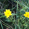 Northern Tickseed-sunflower