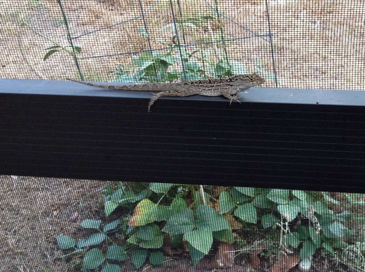 Cuban Brown Anole