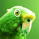 Parrot Wallpapers HD New Tab Theme
