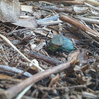 Rainbow scarab beetle