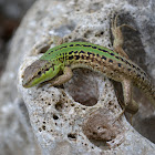 Italian wall lizard