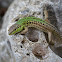 Italian wall lizard