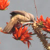 The rufous babbler