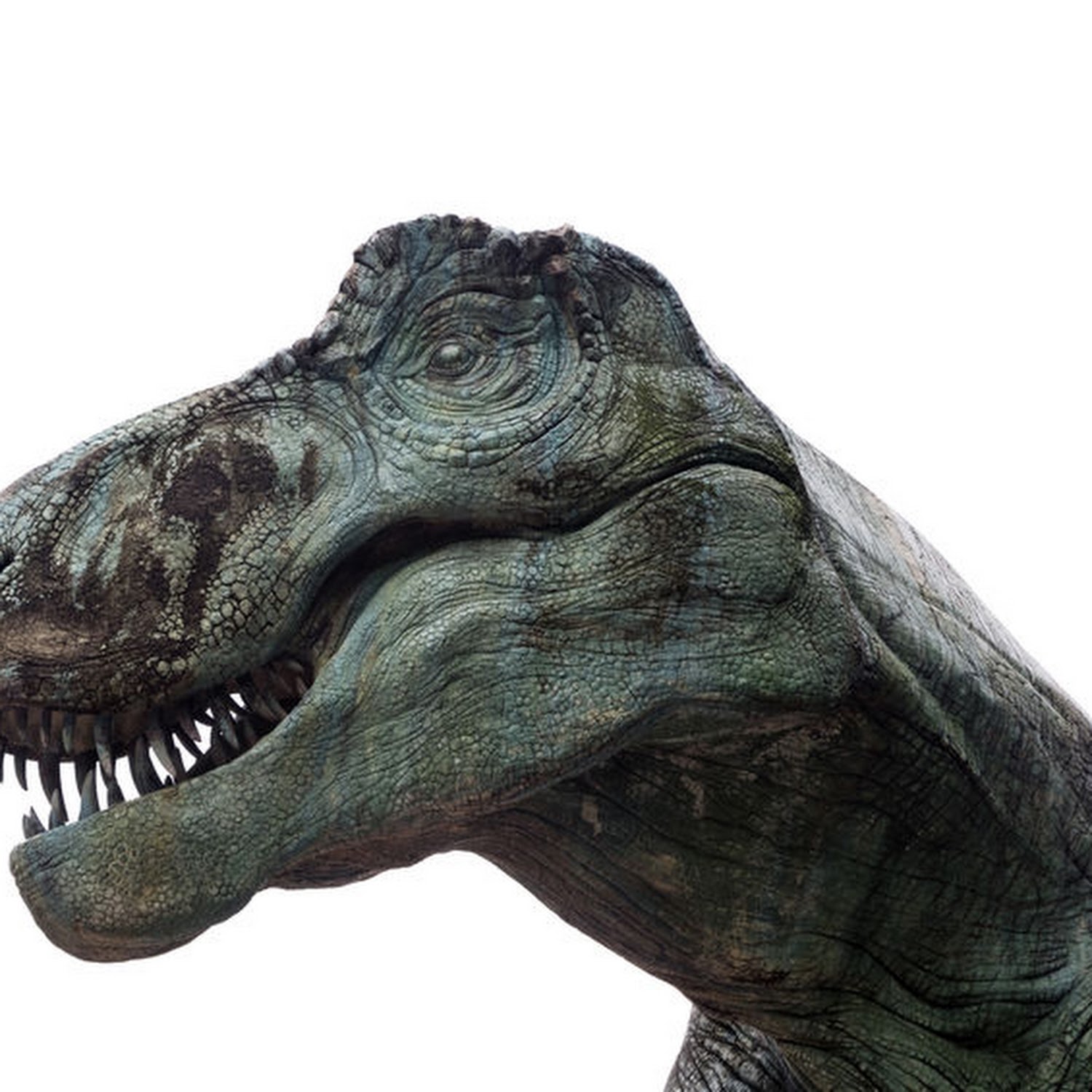 T. Rex Couldn't Stick Out Its Tongue, New Research Shows, Jackson School  of Geosciences