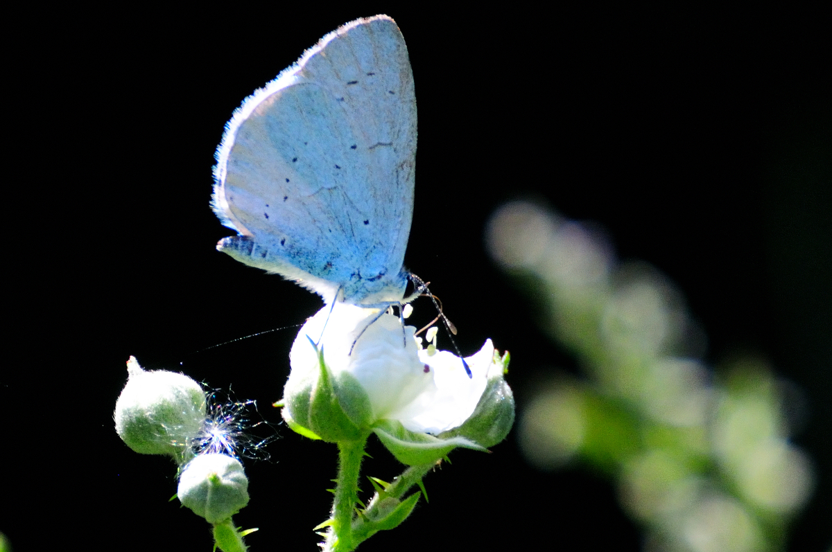 Holly blue; Náyade