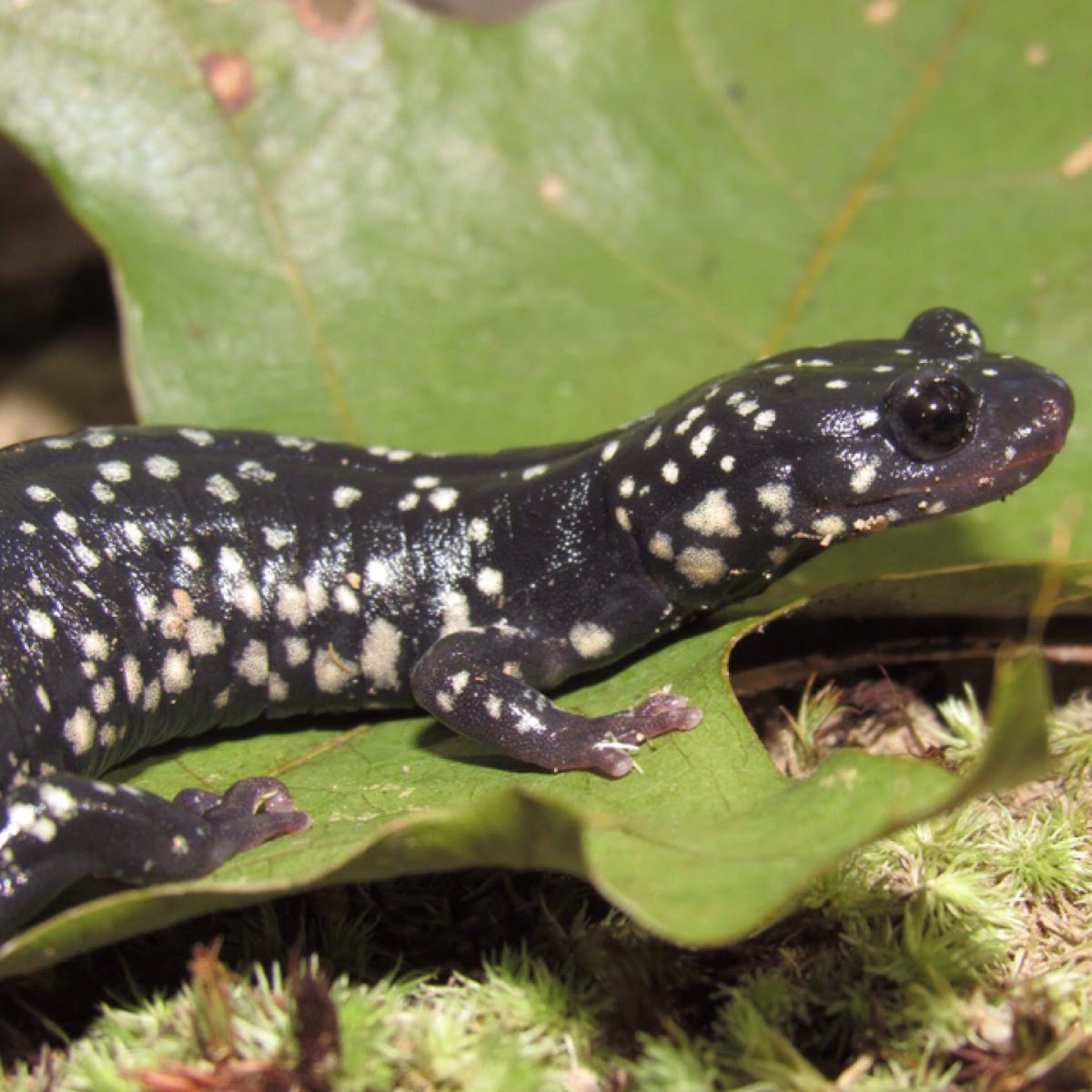 Northern Slimy Salamander