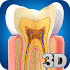 Dental Anatomy Pro.1.4