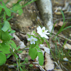 Rue Anemone