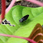 Black Soldier Fly