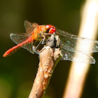 Ruddy Darter