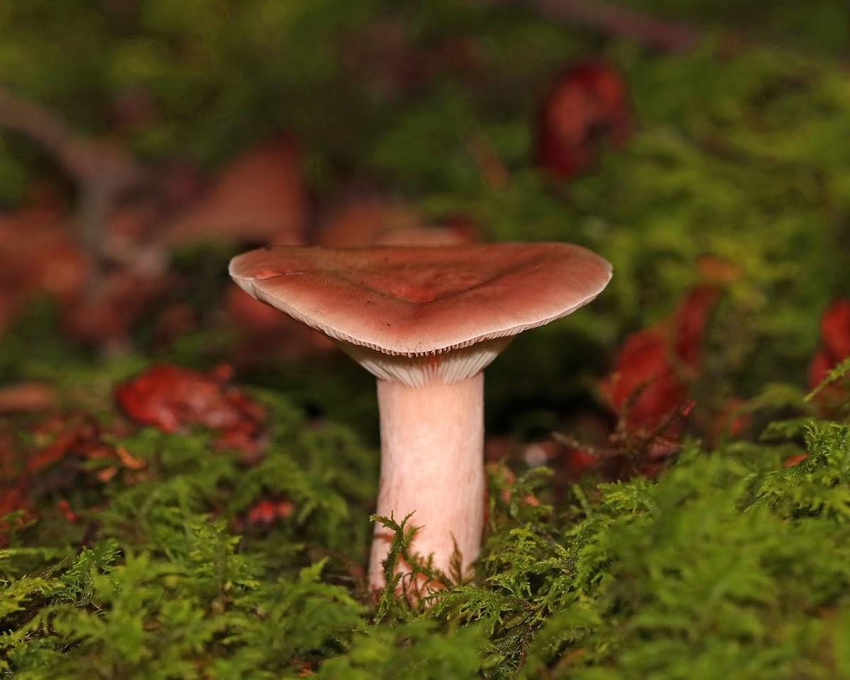 Red Hot Milk Cap