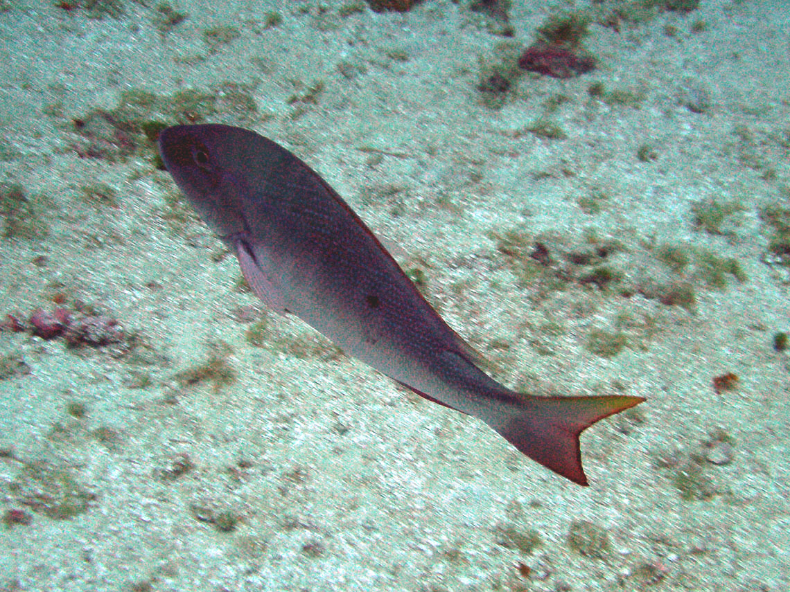 Mutton Snapper