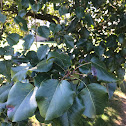 Eastern cottonwood