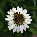 White flower