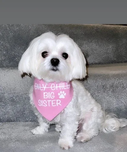 Only child big sister Dog Bandana Pregnancy Announcement Photos Shower Gift Gender Reveal Black White Scarf For Pet New 
