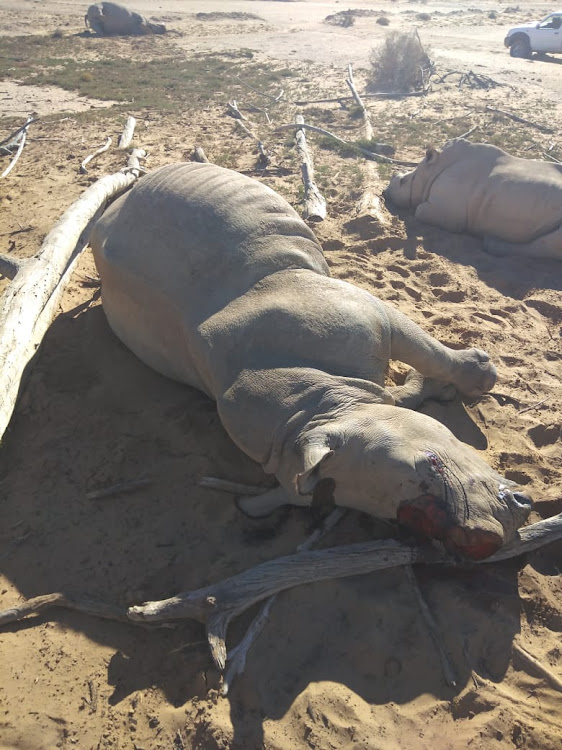 One of the rhinos killed by poachers for their horns on Wednesday night. One of the rhinos had a synthetic horn, which is worthless to the poachers.