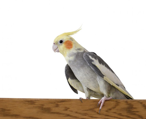 Cockatiel calling