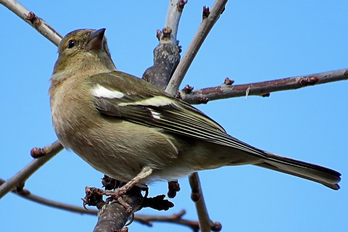 Chaffinch