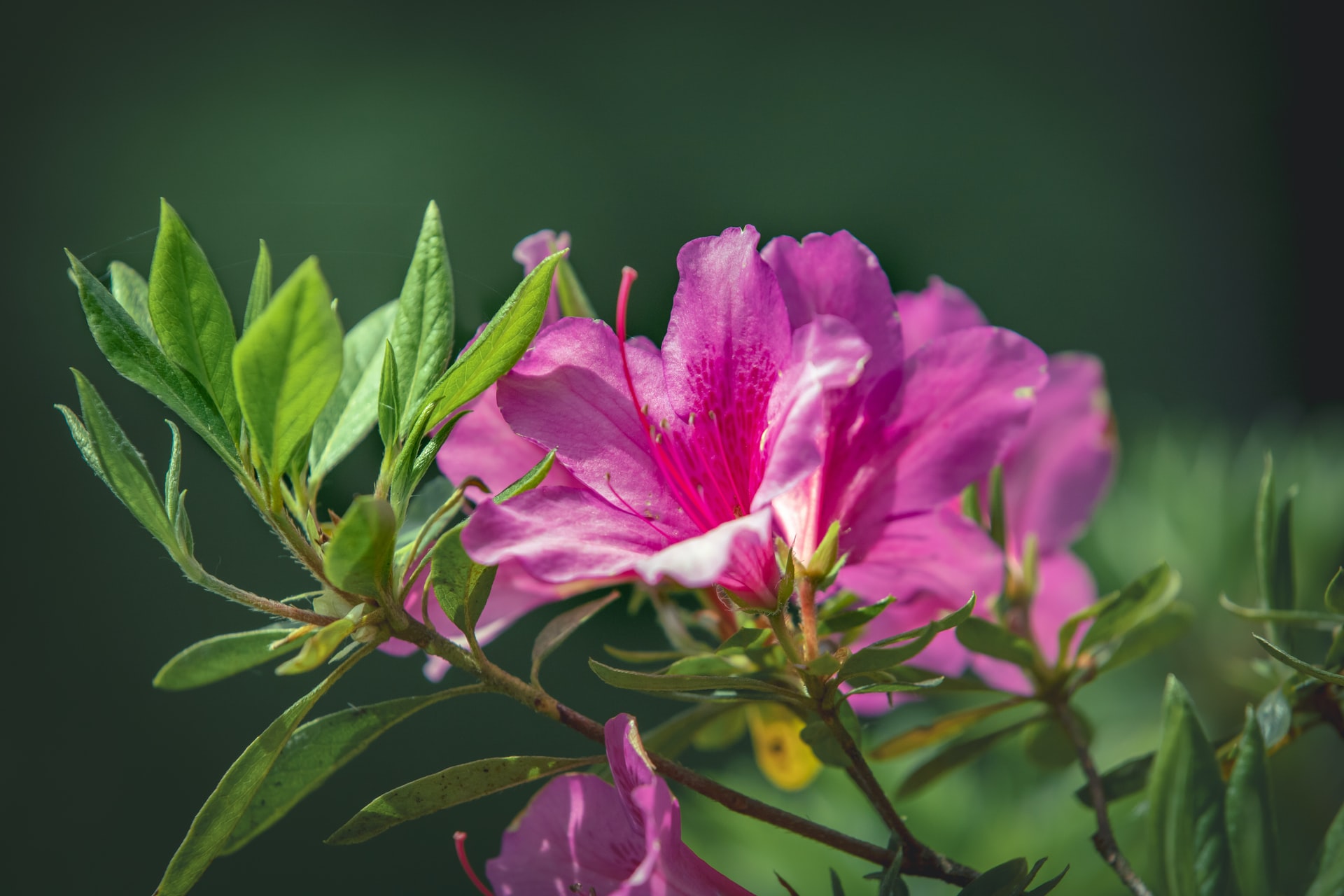 Azalea flower