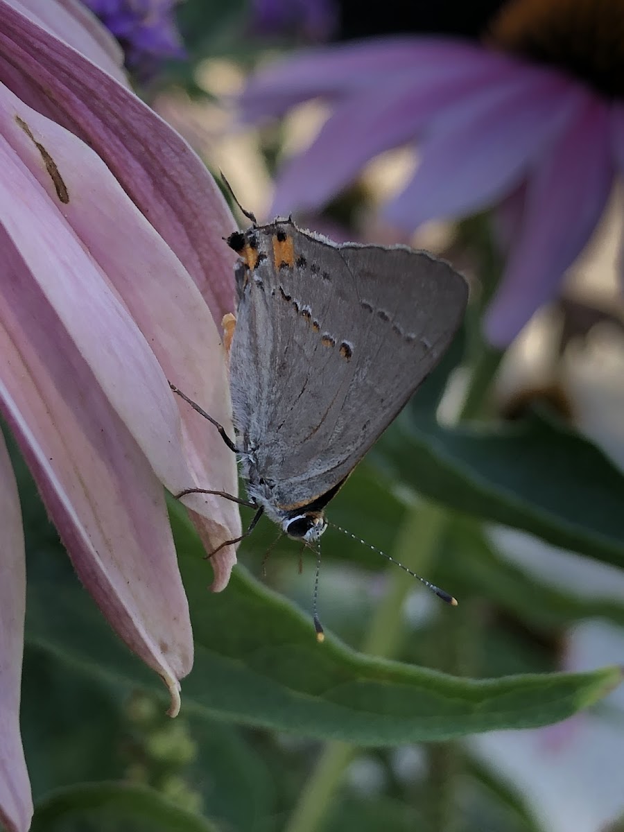 Gray Hairstreak