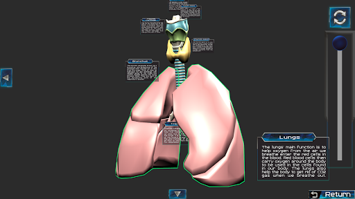 Screenshot Human Body & Anatomy Parts