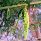 Acacia