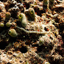Scribbled pipefish