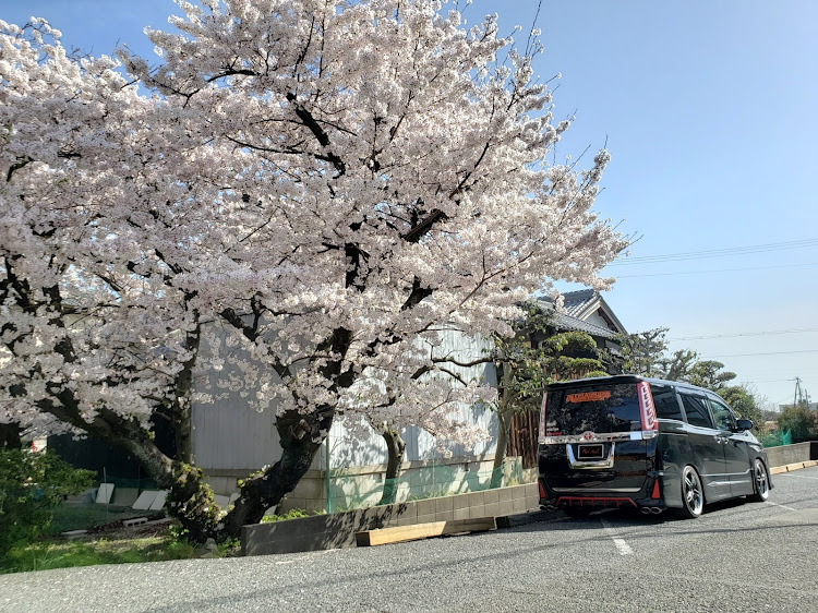 ヴォクシーの車高調整・桜とコラボ・ちょいRed Style・Loose connect・DIYに関するカスタム事例の投稿画像5枚目