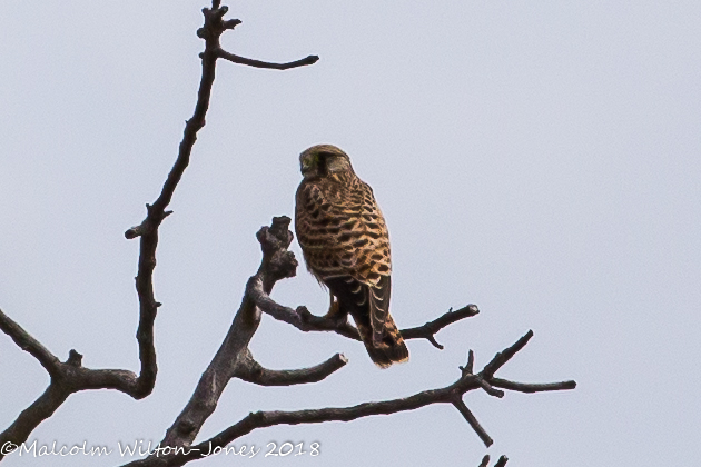 Kestrel; Cernícalo Real