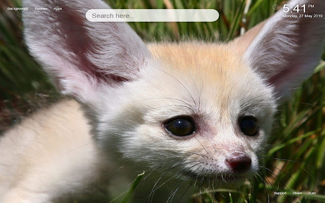 Wallpaper dan Tema Fennec Fox HD