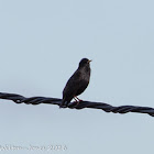 Spotless Starling; Estornino Negro