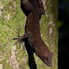 Puerto Rican Crested Anole