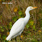 Cattle Egret