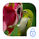 Humming bird dragonfruit theme icon