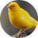 Canary sons d'oiseaux icon