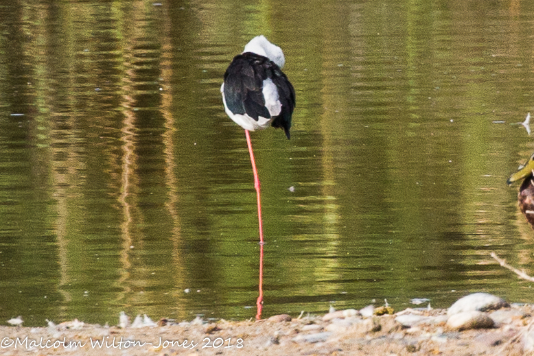 Black-winged Stilt; Cigüeñuela