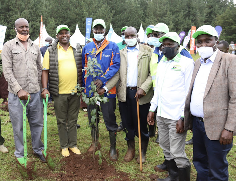 From right Uasin Gishu Deputy governor Daniel Chemno,, Eldoret City director Moses Tanui and governor Jackson Mandago durinmg tree planting session in Kapseret Forest